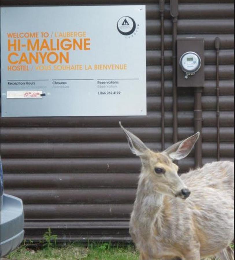 Hi Maligne Canyon - Hostel 贾斯珀 外观 照片